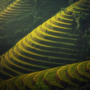 agriculture-1822443_1920.jpg