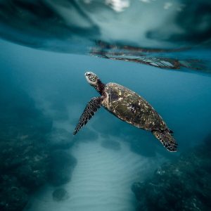 animal-1866808_1920.jpg
